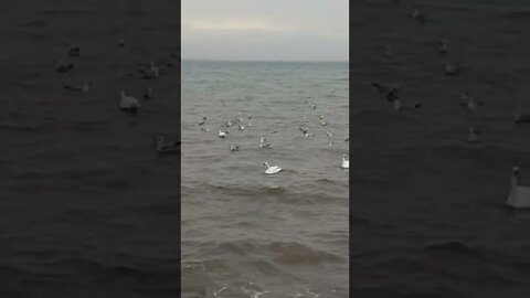 Beautiful white swans in Pomorie, #Bulgaria