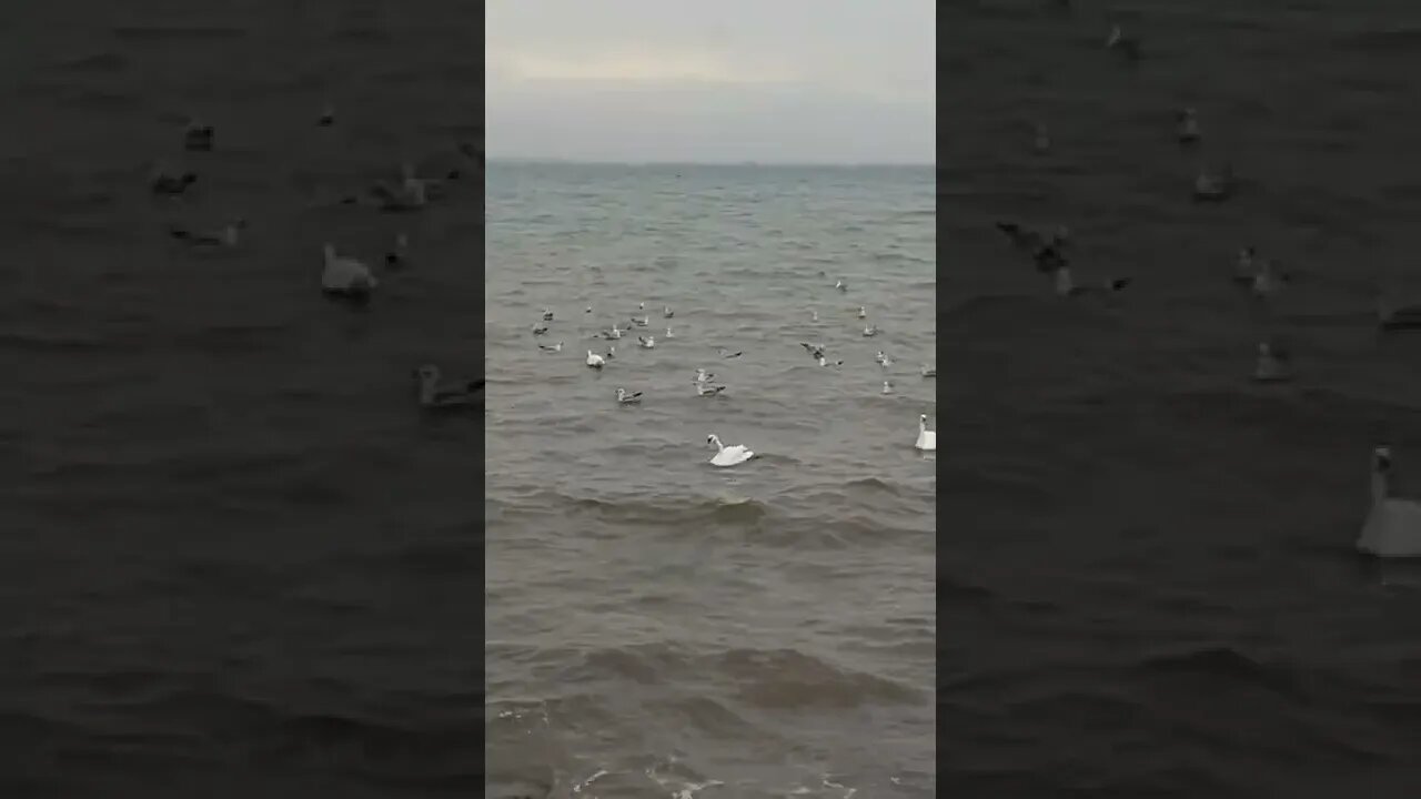 Beautiful white swans in Pomorie, #Bulgaria