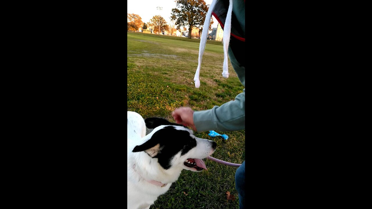 Everest at the baseball field playing