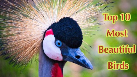 Nature Is Everything Wherh You Find The Top 10 Most Beautiful & Gorgeous Birds