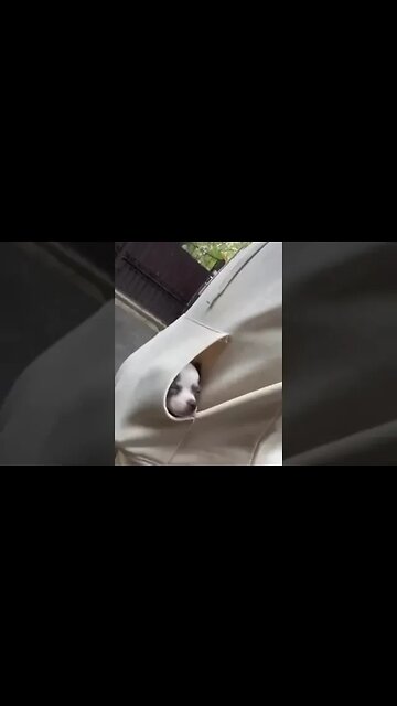 This Animal's Hilarious Reaction Will Have You Laughing For Days!