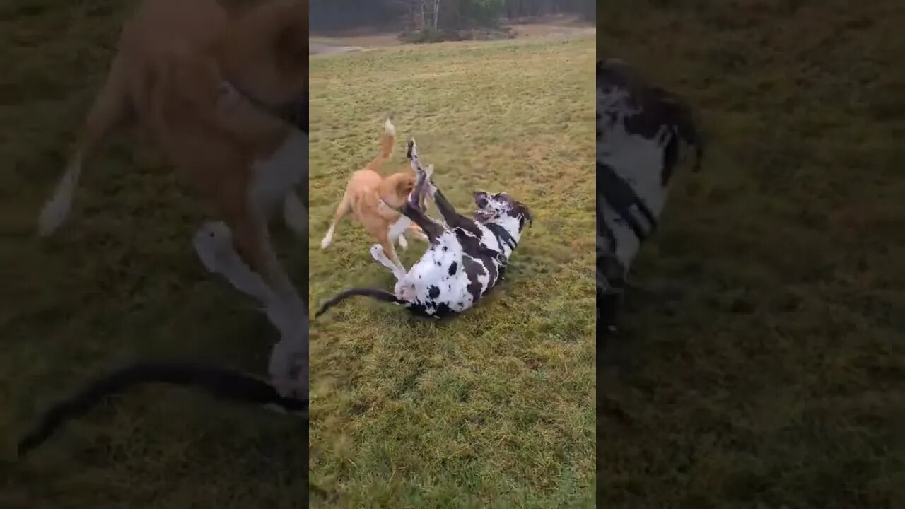 Great dane fight with small Pappy|best animals 2022||dogs|baby dog