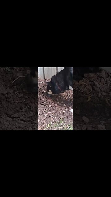 Dog Doesn't Normally Dig Here #doggo #dogs #dogshorts #shorts