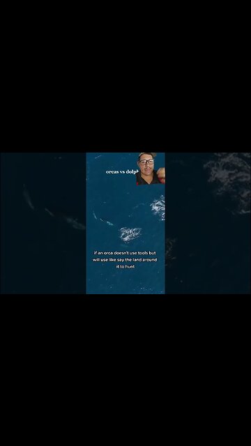 Which would you consider to be the most intelligent?