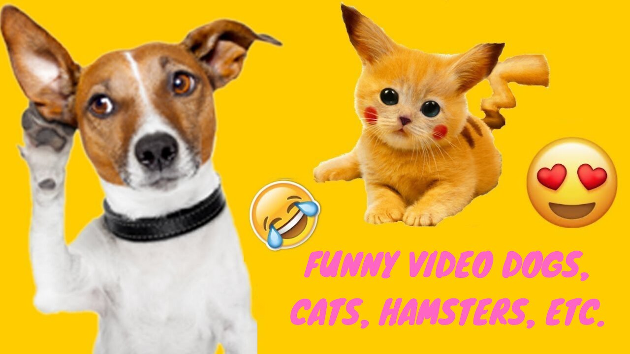 Funny video dogs, cats, hamsters, etc.