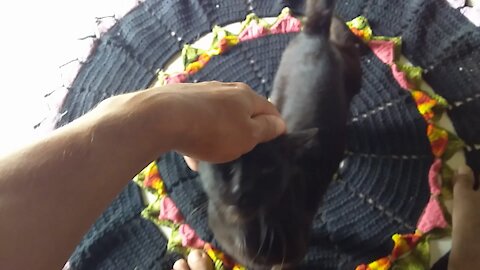 The xaninho asking for food