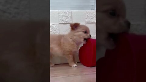 Funniest Cat and Dog Videos Compilation