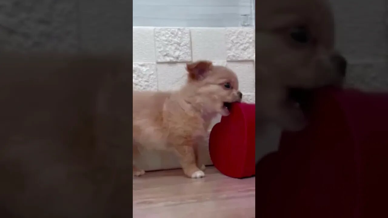 Funniest Cat and Dog Videos Compilation