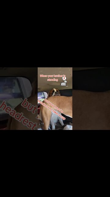 Norman is always napping, always finds a headrest. #dog #cute #stbernard #nap #sleepy