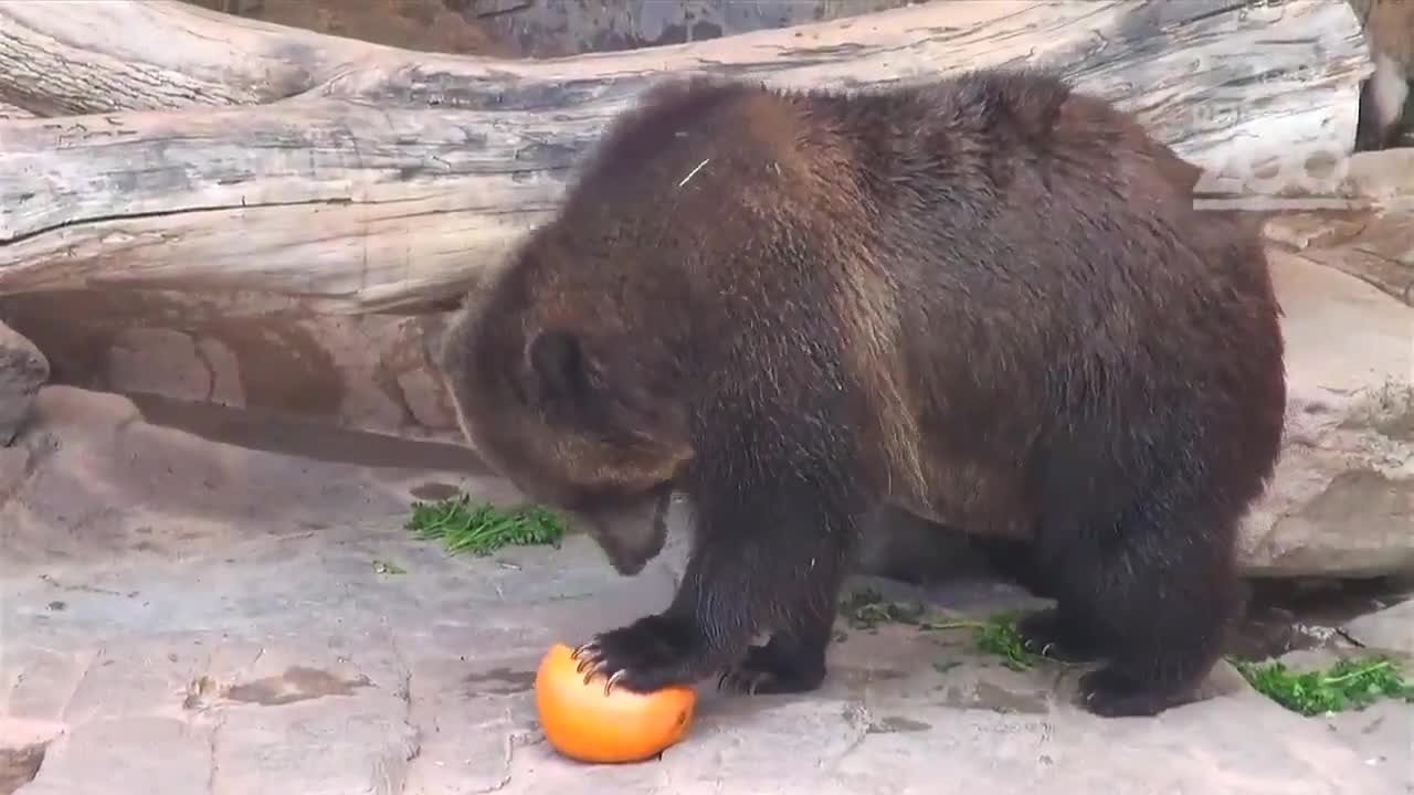 Reid Park Zoo animals celebrate halloween