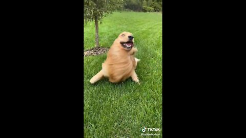 Most Funny Tik tok viral Dogs