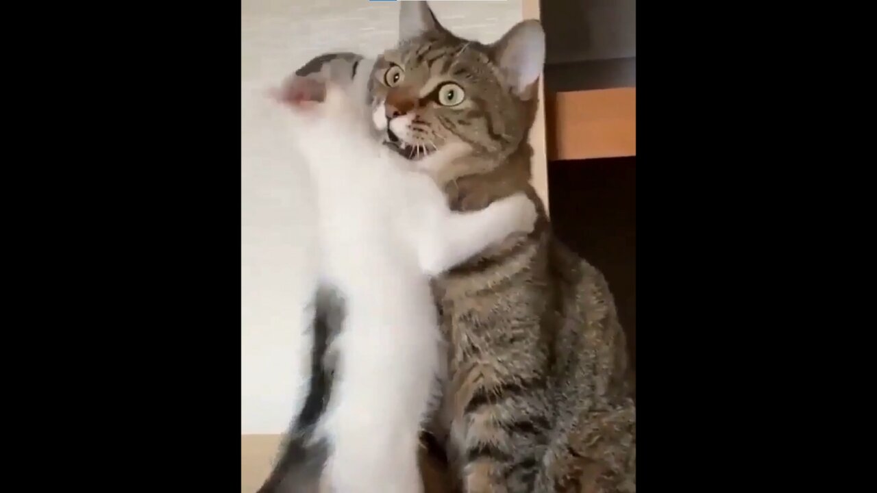 When mom doesn't give you attention ❤