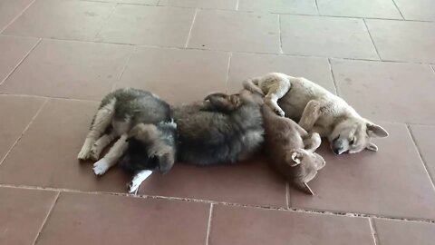 Puppy Meating - Abandoned puppies returned home thanks to the rescue team now they are happy