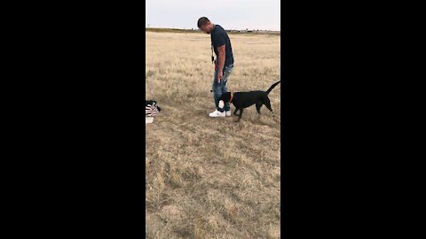 8 month old UK Lab has perfect Hand Signal training