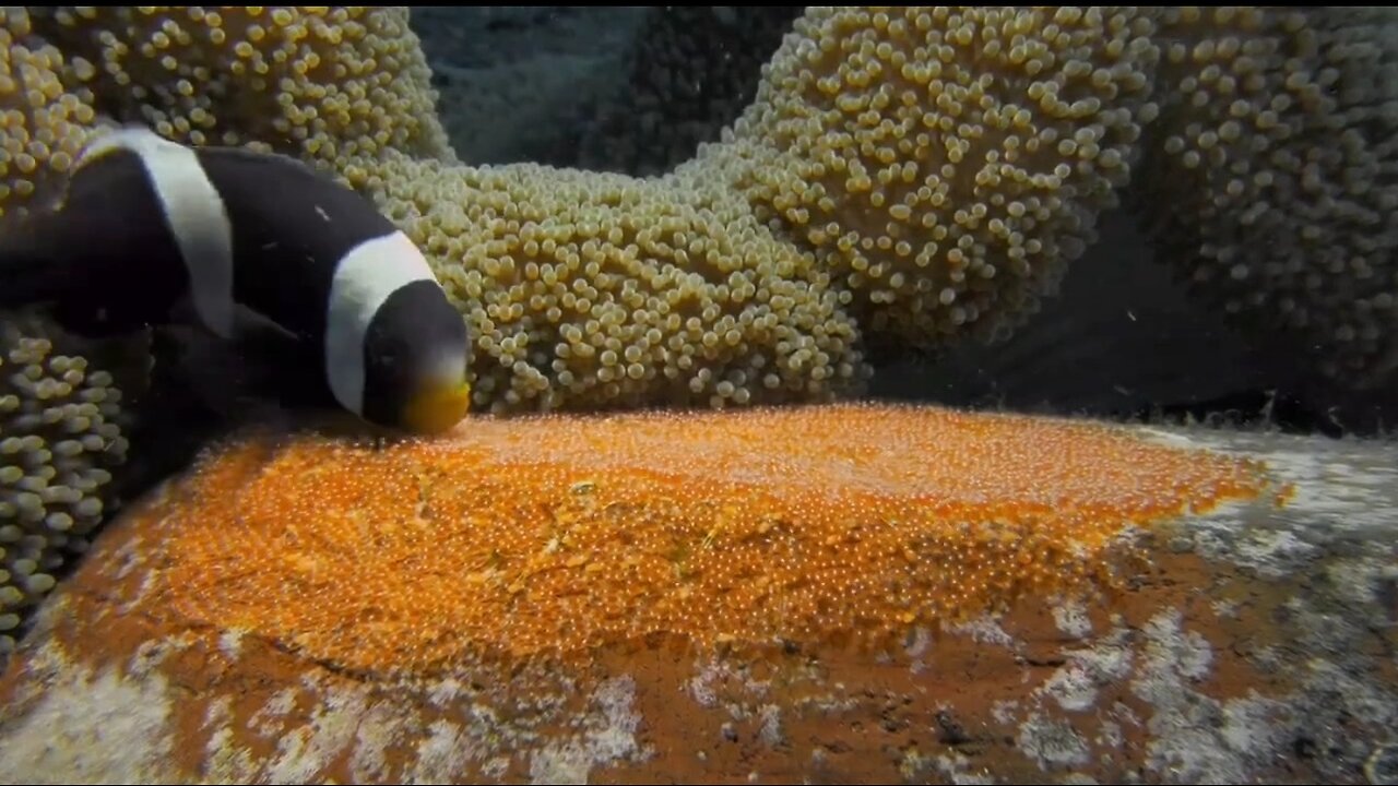 CLOWNFISH NURSERY (NEMO EGGS)