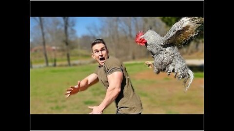 Best Funny Animal Videos 2022