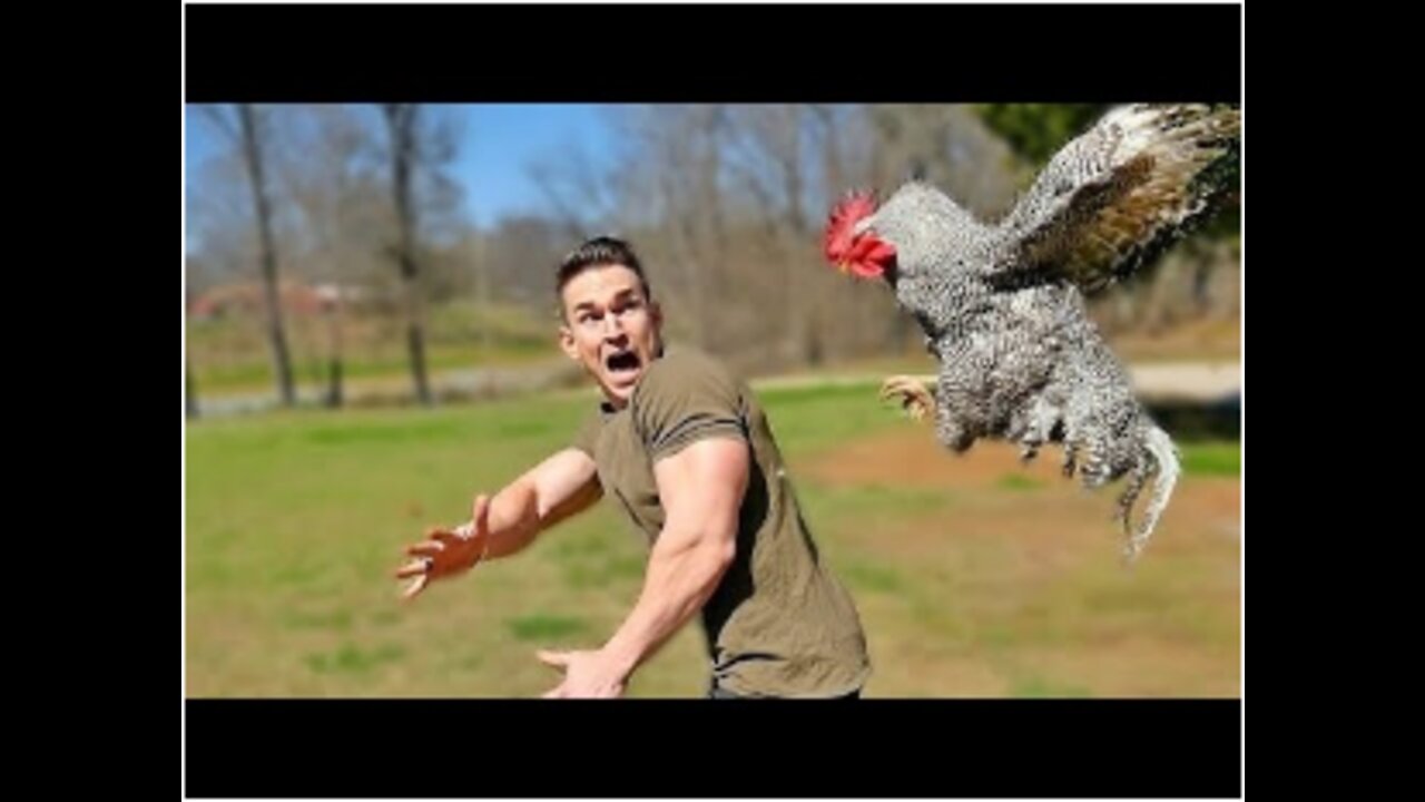 Best Funny Animal Videos 2022