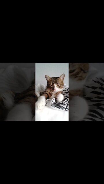 Cute Cat Just Woke up