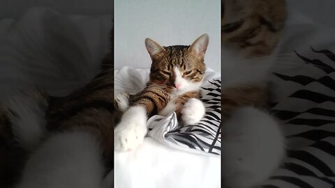 Cute Cat Just Woke up