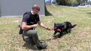 Indian River Co. Sheriff's Office K-9 back at work after weekend accident