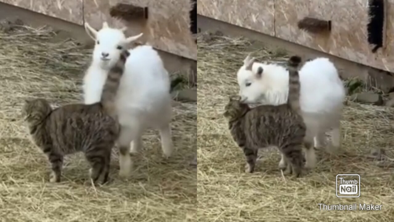 My cat and baby goat playing togather very cute