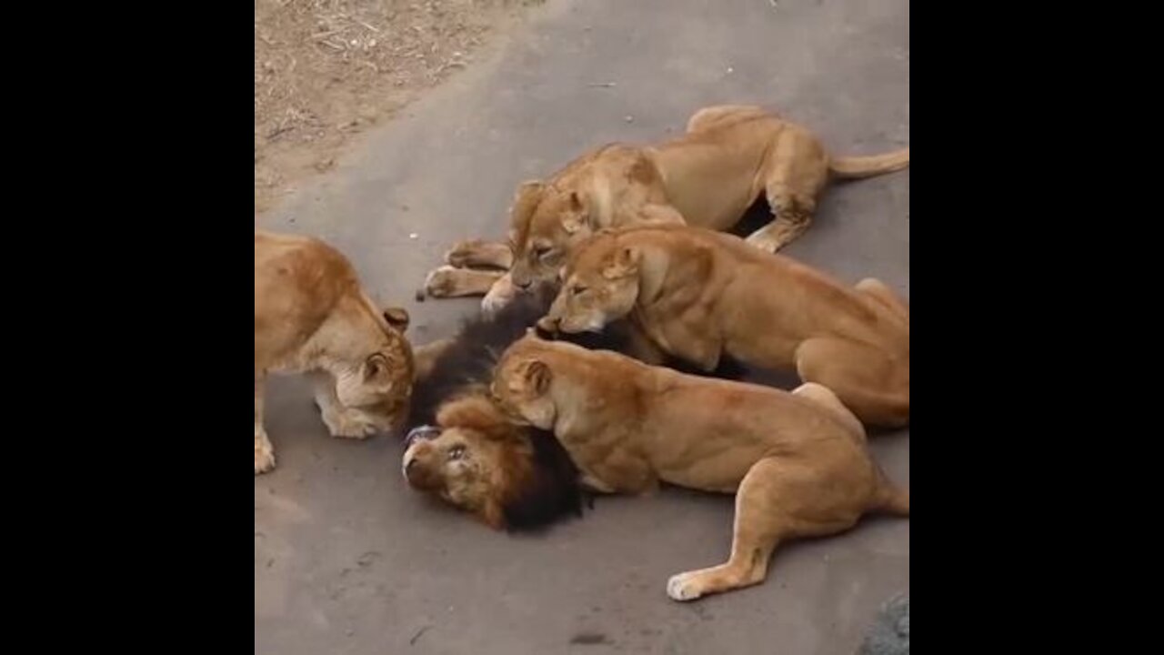 male lion attacked by female lions