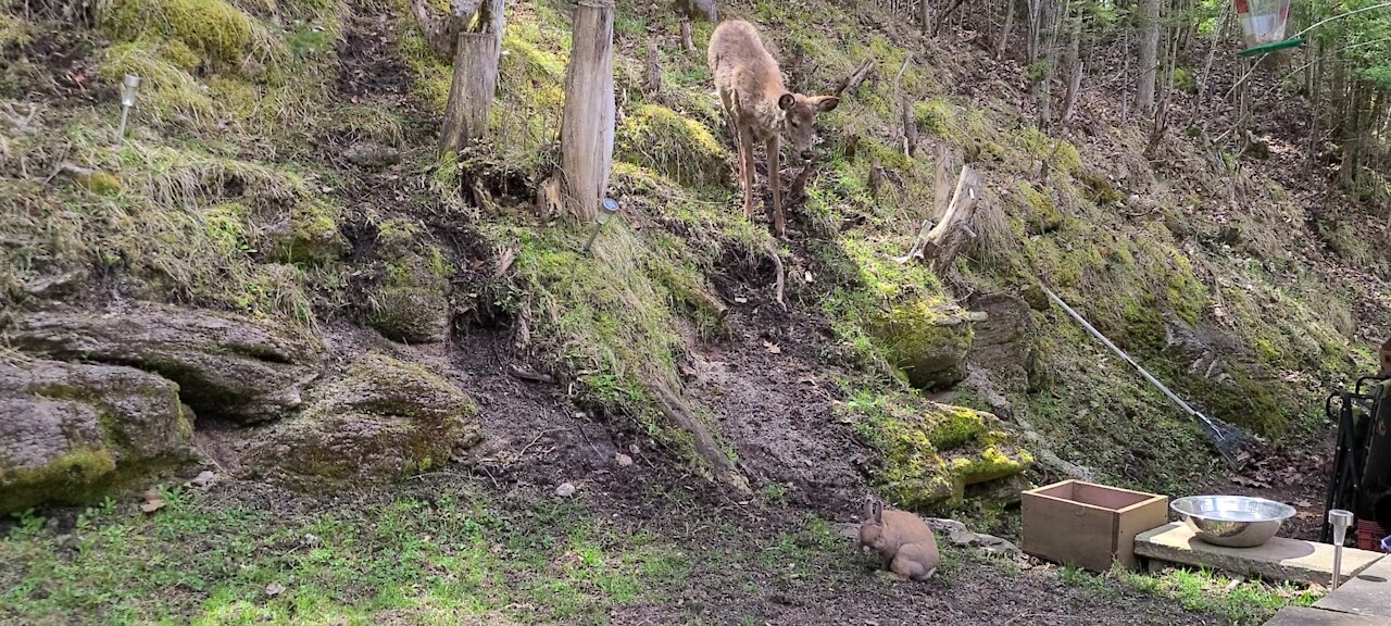 Deer totally puzzled by presence of bunny rabbit