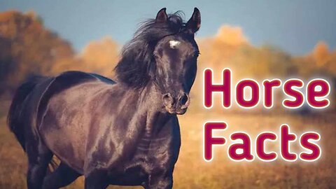 Most Dangerous Horse 🐴 Breeds In The World