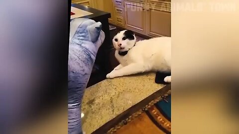 #cat funny video 🤣🤣🤣