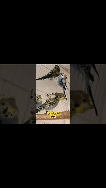 أحسن طيور البادجى هوكو كيوت روعة مرحبا