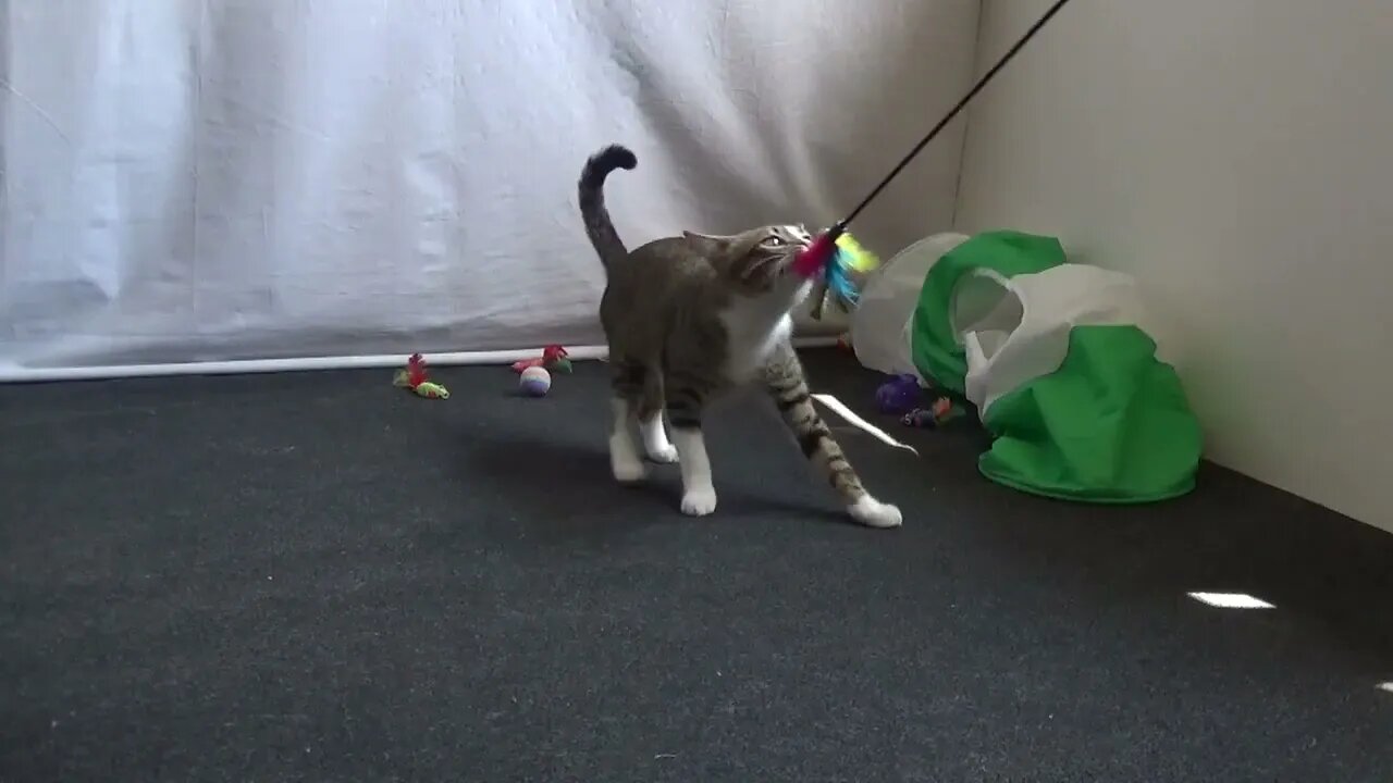 Cute Kitten Is Crazy about His Toys