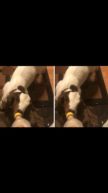 Calf sucking milk from the plastic bottle