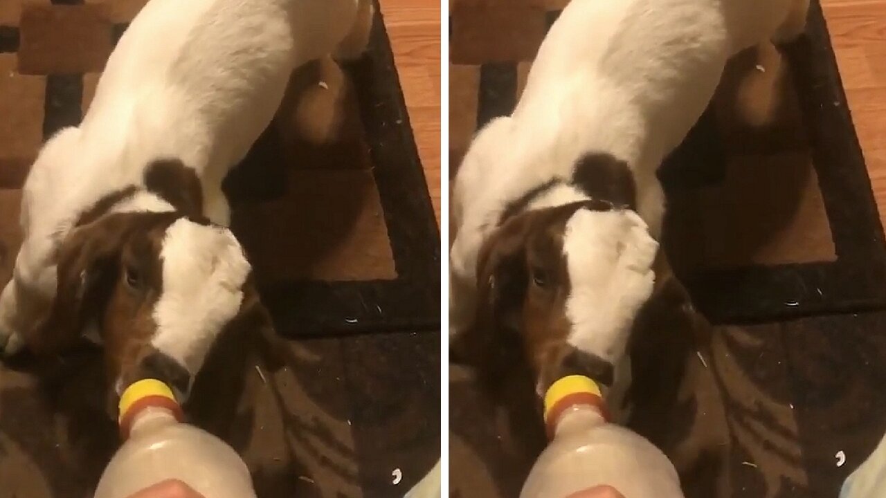 Calf sucking milk from the plastic bottle