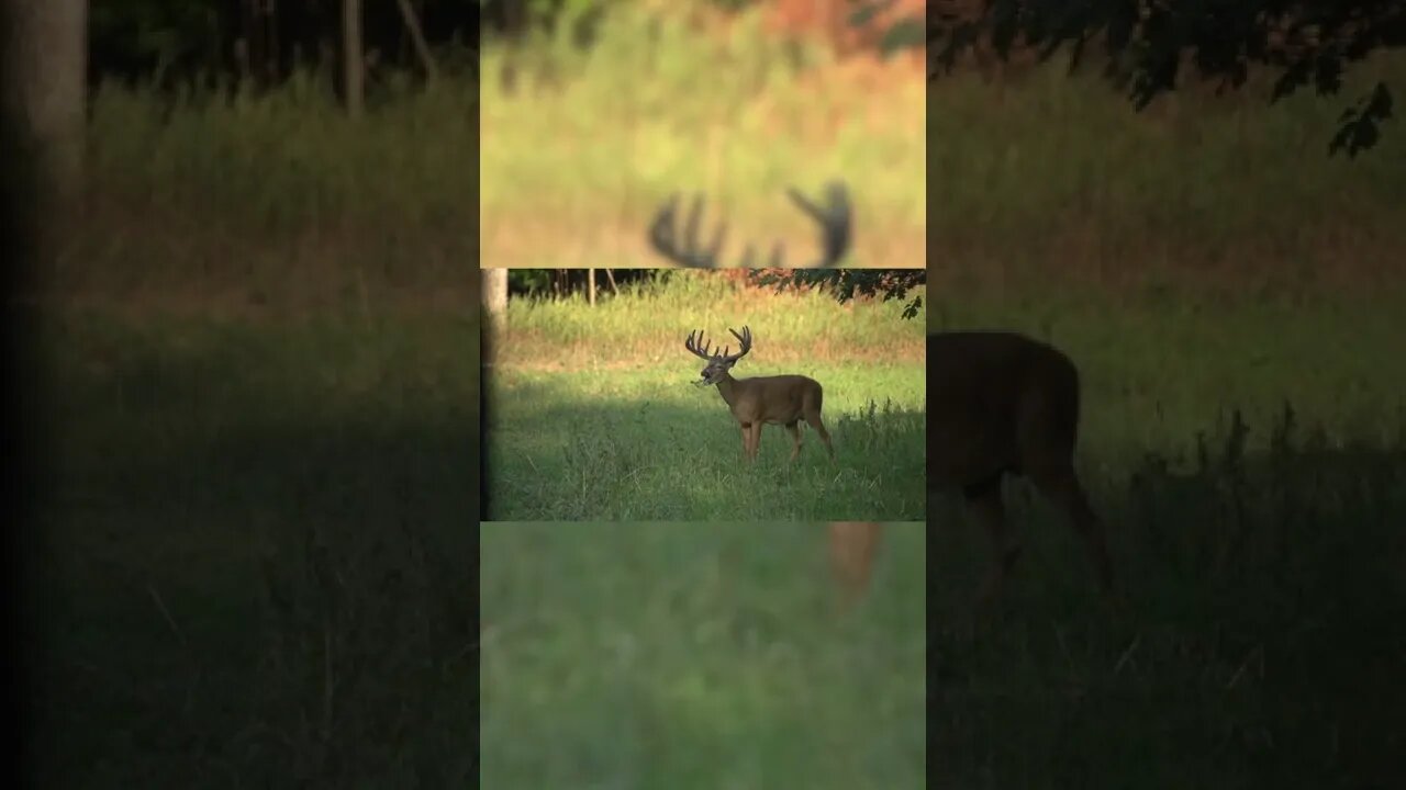 Bleeding in Deer vs Humans #shorts #deer #deerhunting #biology