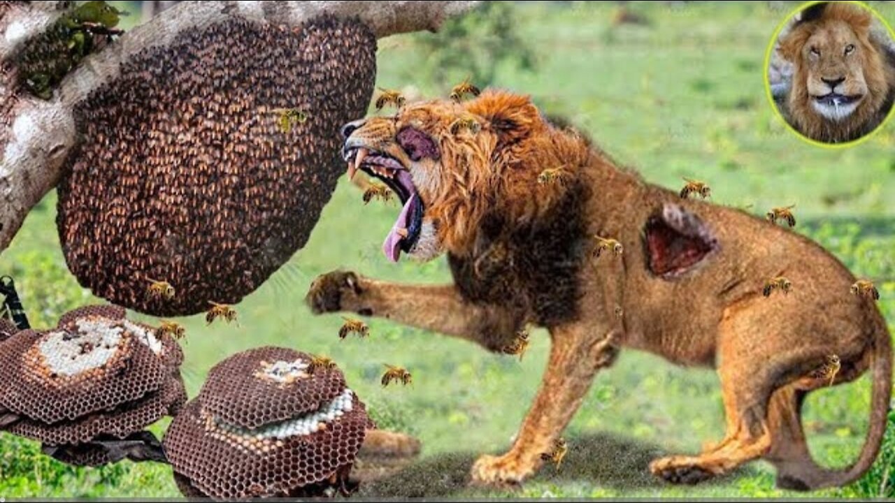 The Stupid Lion Gets Tragic End For Dare To Destroy The World's Unique Dome Beehive | Animal Fight