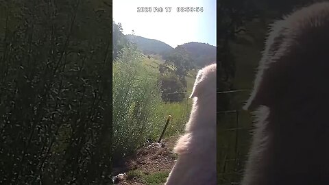 Farm Cam. livestock guardian always on watch