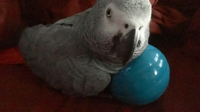 Crazy parrot bangs beer bottle against cardboard box