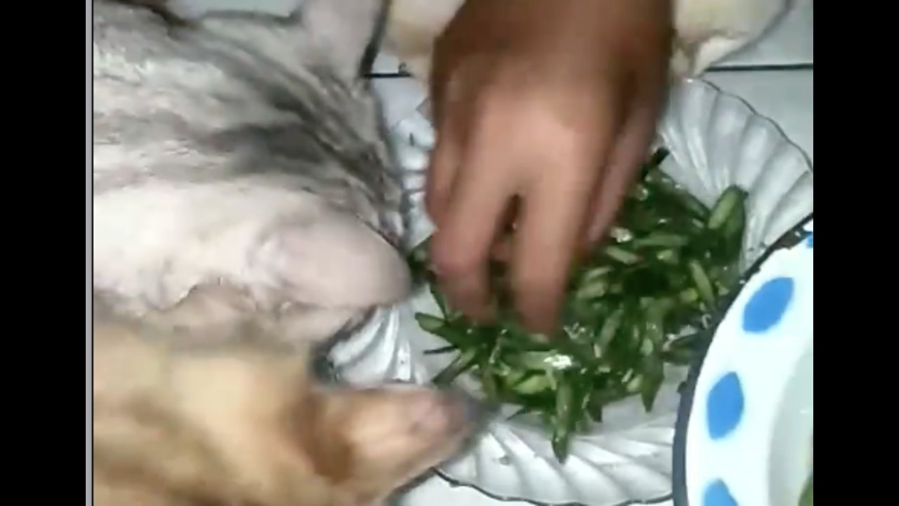 Wow, these cats are addicted to string beans. Vegetarian Cats