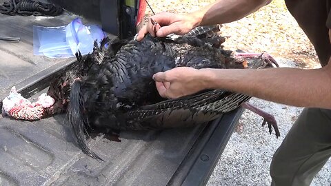 How To Clean A Wild Turkey (No Waste) The Easy Way!