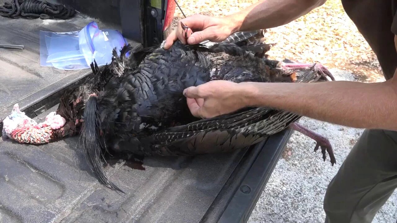 How To Clean A Wild Turkey (No Waste) The Easy Way!