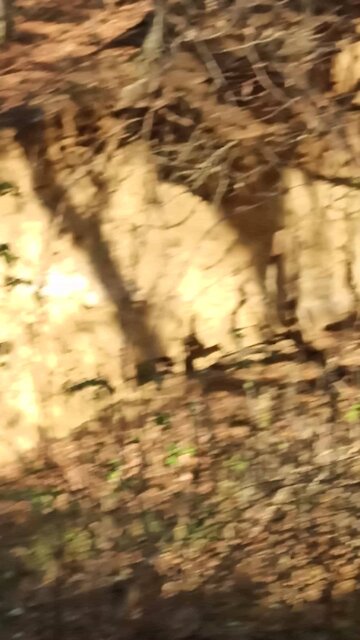 Walking with the kuvasz