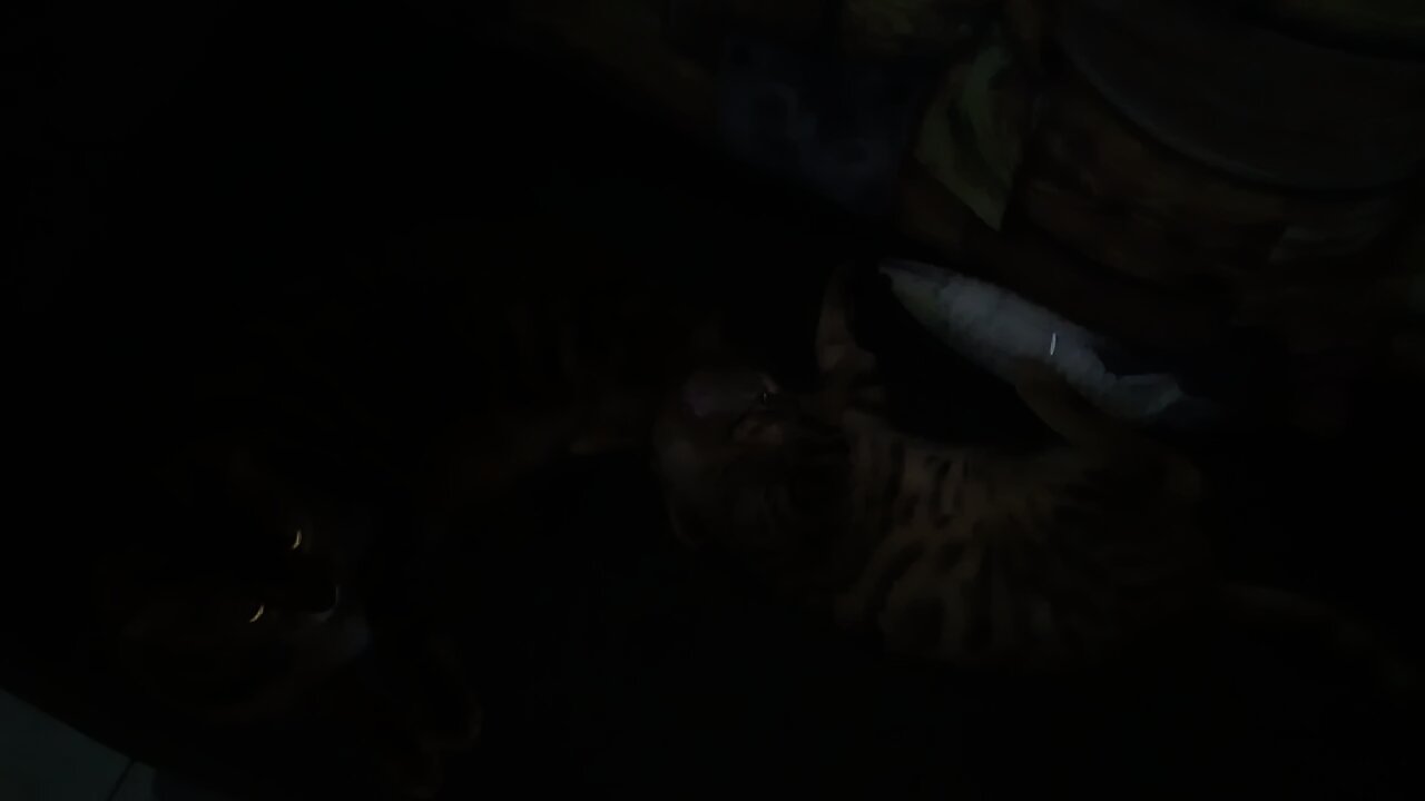 gatinho a bengal brincando