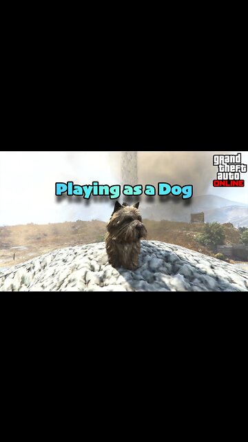 Playing as a Dog in GTA Online