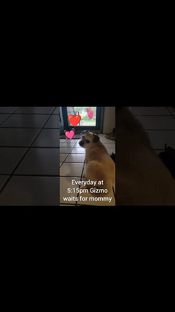 Gizmo waits for Mommy