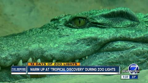 Zoo Lights visitors can warm up in Tropical Discovery at the Denver Zoo