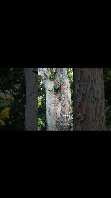 Blue and Skippy up the trees