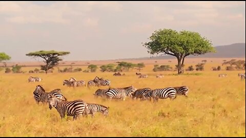 Wildlife Animals | Safari Moments | Forest |