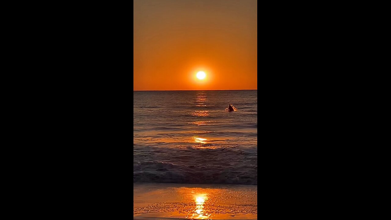 Livestream Highlights - Dolphins Jumping Sunset!