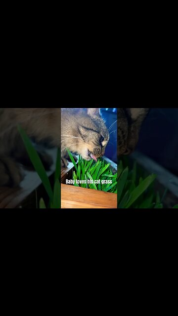 Growing indoor cat grass for your kitties | Howto Cats #cats#cutecats#funnycats#bestcats