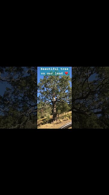 Beautiful tree on our property ❤️ #australia